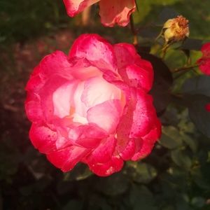 Meet your Posher, Lesley